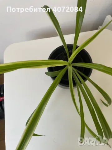 Хлорофитум, най-добре пречистващото въздуха растение, снимка 2 - Стайни растения - 50296488
