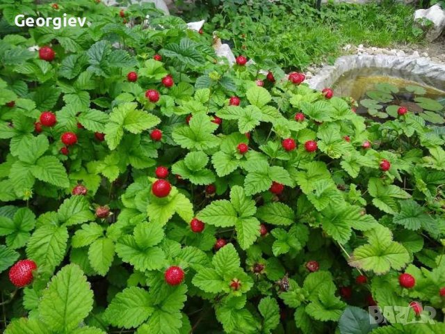 Ягоди декоративни, снимка 2 - Градински цветя и растения - 36672093