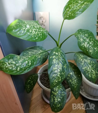 Продавам саксия с декоративно растение Дифенбахия., снимка 2 - Стайни растения - 25209673