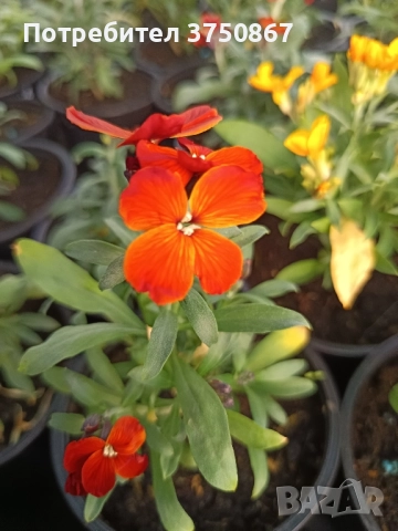 💚🩷💚 Шибой - Sugar Rush Mix, снимка 11 - Градински цветя и растения - 52084869