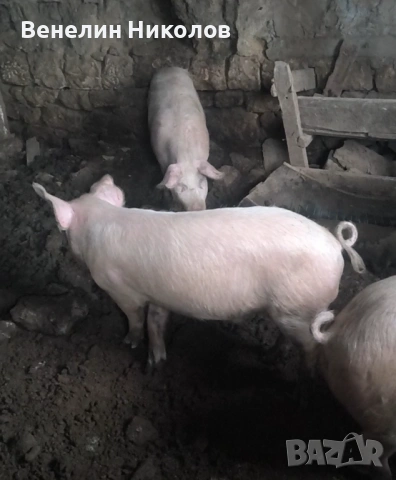 Прасета, снимка 2 - Прасета - 53504063