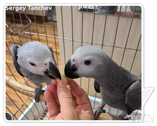 Папагали жако, снимка 9 - Папагали - 52689764