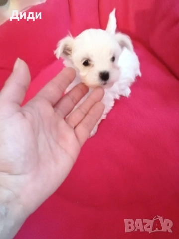 Малтийска болонка, снимка 3 - Болонка - 52698880