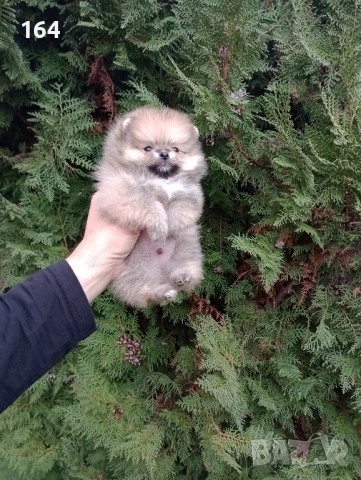 Померан. Миниатюрно мини момченце. Реални снимки!, снимка 3 - Померан - 52809073