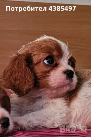 Кавалер Кинг Чарлз Шпаньол мъжко и женско , снимка 5 - Кавалер кинг чарлз шпаньол - 53288486