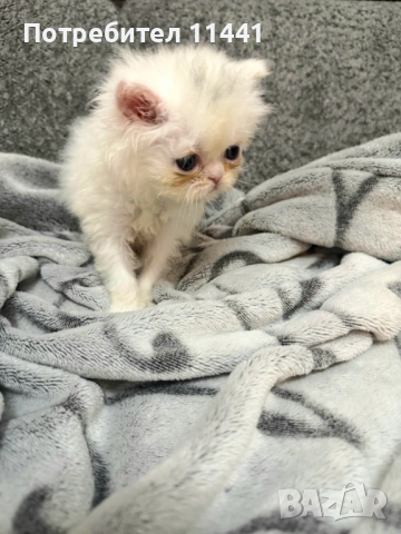 Персийско коте- женско, снимка 4 - Персийска - 52630179