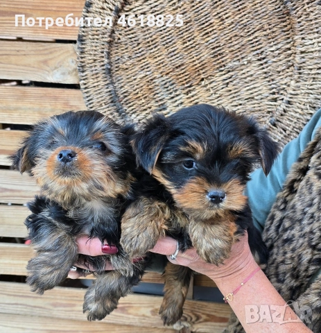 Йоркширски териери , снимка 5 - Йоркширски териер - 52773341