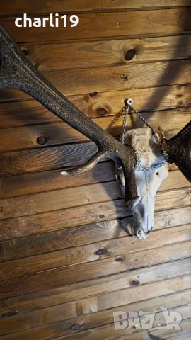 Еленови рога, снимка 14 - Антикварни и старинни предмети - 45140824