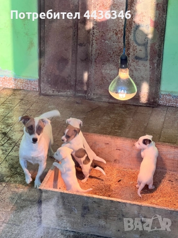 Продавам Джак Ръсел Териер, снимка 2 - Джак ръсел териер - 52775604