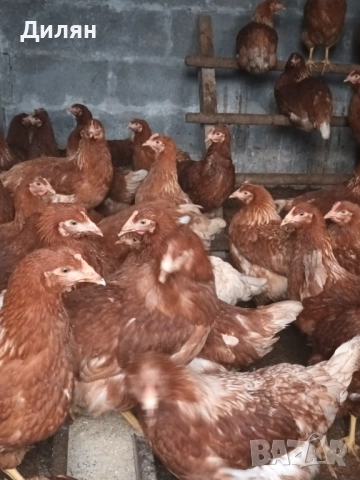 Ярки Ломан Браун, снимка 6 - Кокошки и пуйки - 52505631