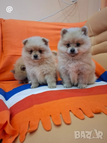 Померан померанчета Гр. София, снимка 3 - Померан - 52597069