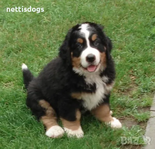 Бернски Овчарки, снимка 8 - Белгийска овчарка - 40972141