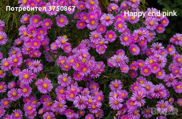 💜🩷💜 МНОГОГОДИШНА АЛПИЙСКА АСТРА
 /Aster alpinus/ 💜🩷💜, снимка 2 - Градински цветя и растения - 49778130