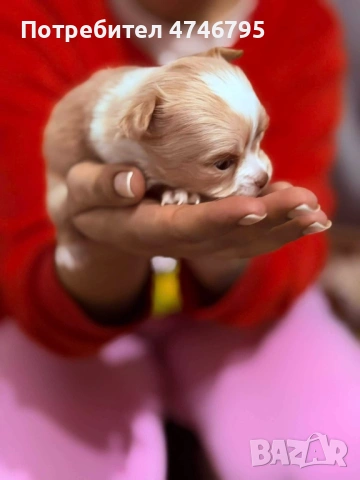 Малки Кученца бели,кафяви и бежови си търсят стопани, снимка 2 - Пинчер - 53598145