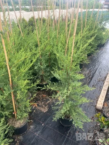 Лейландски кипарис, снимка 4 - Градински цветя и растения - 51027917