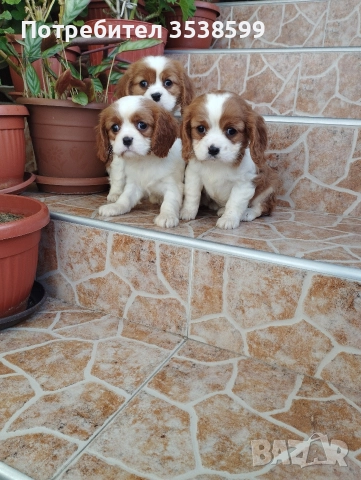 Кавалер Кинг Чарлз Шпаньол , снимка 4 - Кавалер кинг чарлз шпаньол - 52669127