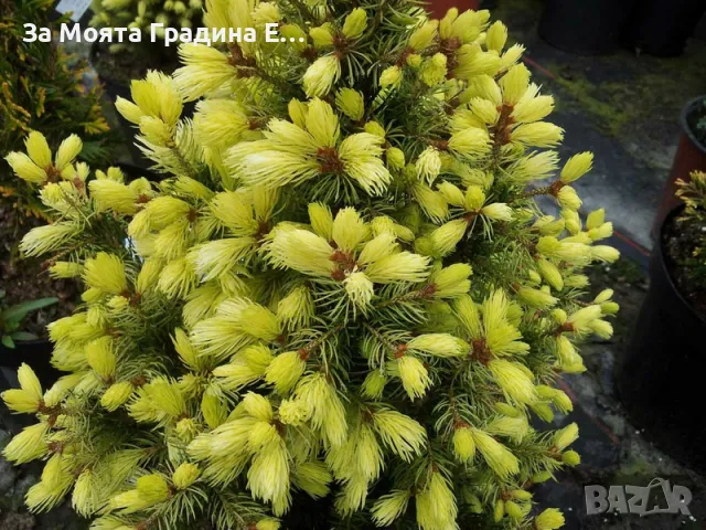 Канадски Смърч -Дейзи Уайт