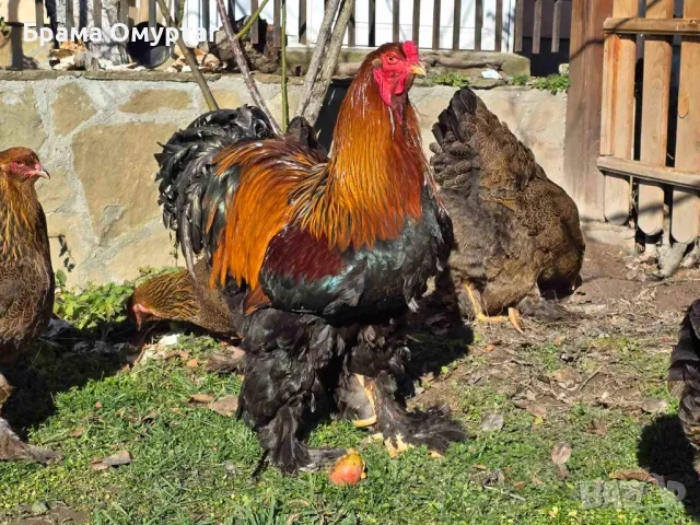 Продавам разплодни яйца от Яребична брама [Partridge Brahma], снимка 10 - Кокошки и пуйки - 50242203