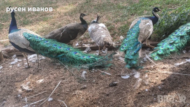 пауни 1и3 години, снимка 3 - други­ - 51169752