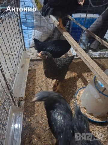 ярки за яйца и месо, снимка 2 - Кокошки и пуйки - 52982105