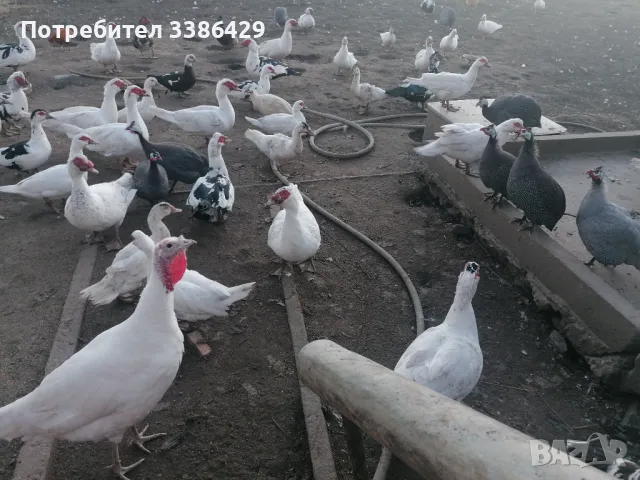 Пуйки, неми патици,  токачки, снимка 6 - Патици и гъски - 48423171