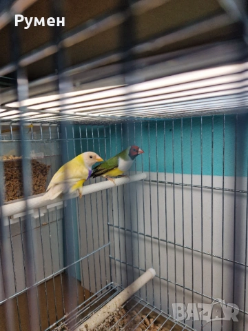 Чифт гулдови амадини, снимка 16 - Амадини - 52976074