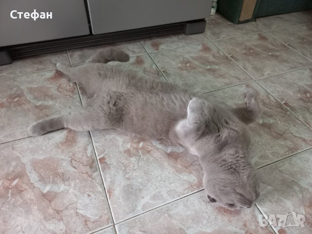 Шотландски Клепоух Породист Мъжки Котарак за разплод на 2 години, снимка 6 - Британска късокосместа - 43147647