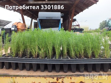 Туя Смарагд, Даника, Едногодишен разсад, друг в мултиплейта, снимка 3 - Разсади - 37803442