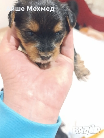 йоркширски териер 3 момченца.и две принцеси, снимка 3 - Йоркширски териер - 53130028