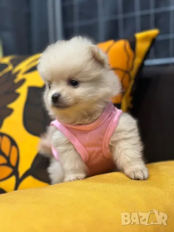 Померан , снимка 1