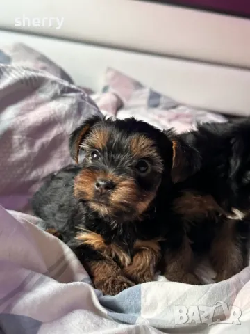 Мини йрки, снимка 2 - Йоркширски териер - 48544142
