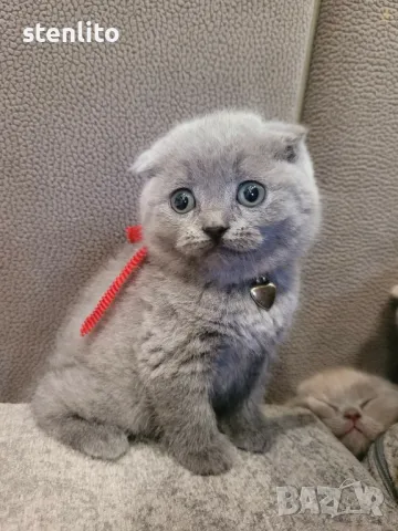 Шотландски клепоухи бебета , снимка 12 - Британска късокосместа - 23804712