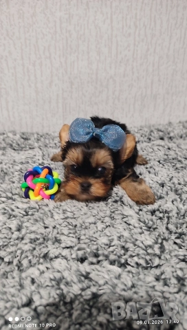 Мини йоркширски териер , снимка 2 - Йоркширски териер - 53051089