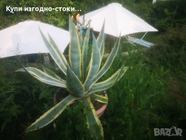 Столетници 2бр 20 годишни, снимка 7 - Градински цветя и растения - 50507444