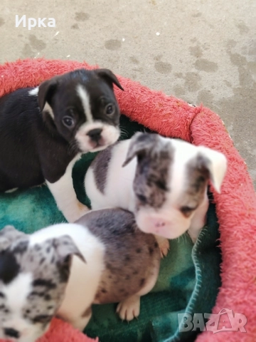 Френски булдогчета, снимка 9 - Френски булдог - 52464363