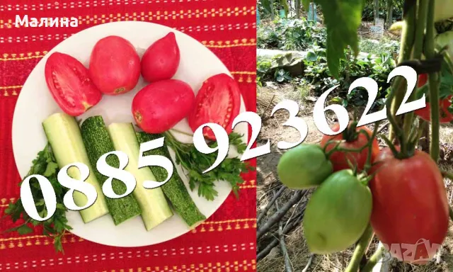 Био Семена Домати Стари Селски Сортове, Пипер, Чери Домати, Тютюн, Пъпеш, снимка 7 - Сортови семена и луковици - 39722488