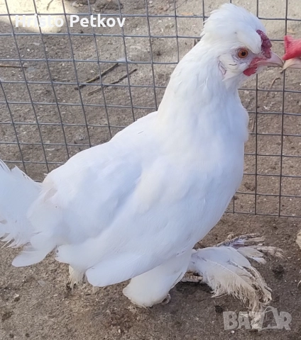 Продавам Чифт Струмски Бантам , снимка 4 - Кокошки и пуйки - 52423854