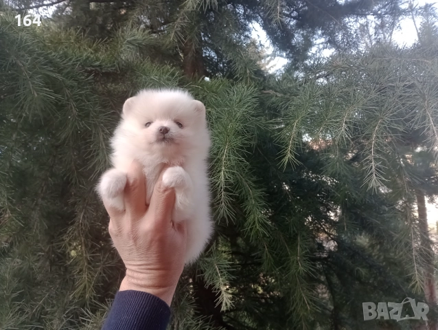 Бели мъжки и женски Померани. Реални снимки от 02.01.26 г., снимка 6 - Померан - 52908522