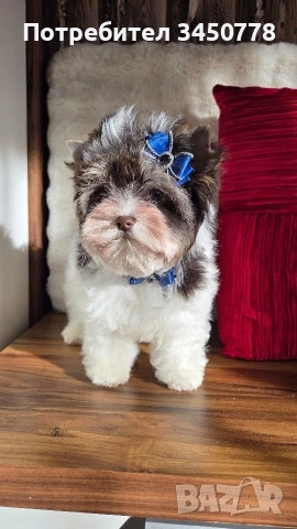 мини йоркшир момче, снимка 3 - Йоркширски териер - 53006502