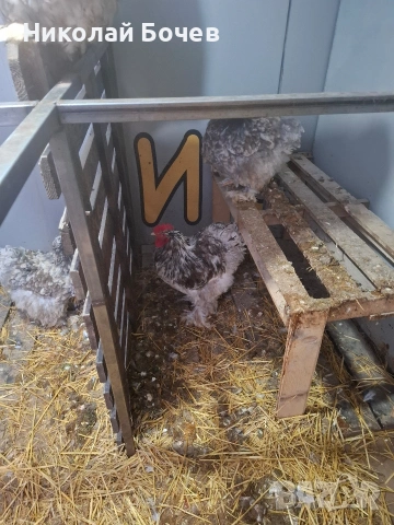 Яица за люпене от Кохен ,Брама,Орпингтон и Копринки, снимка 3 - други­ - 53056688