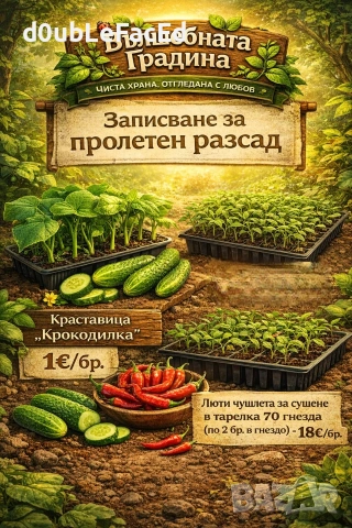 Разсад от стари нехибридни български сортове, снимка 2 - Разсади - 53434992