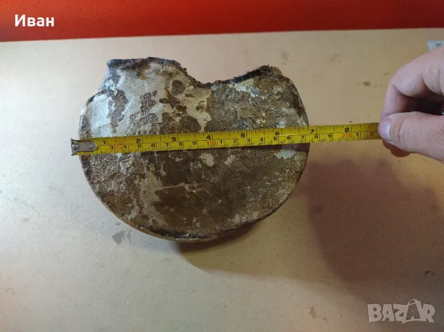 Дървесни гъби за декорация , снимка 11 - Други - 49038065