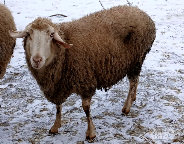 Свободни овце, снимка 5 - Овце - 53580592