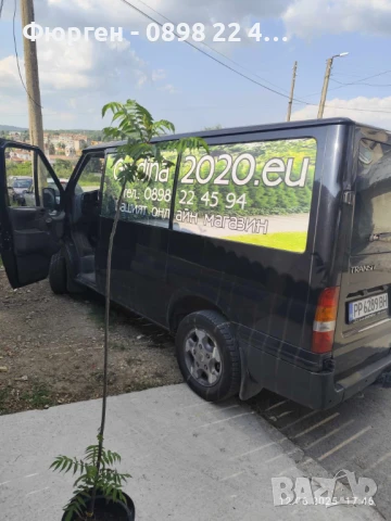 Рустифина, снимка 6 - Разсади - 49037301