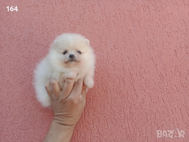 Женски Померани. Реални снимки!, снимка 10 - Померан - 52684790