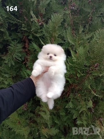 Женски Померани. Реални снимки от 07.12.25 г. , снимка 3 - Померан - 52556595