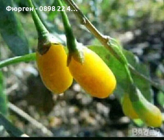 Разсад Годжи бери.Жълто и Червено , снимка 3 - Градински цветя и растения - 27648697
