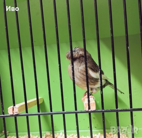 Глостери , снимка 8 - Канари - 53037062