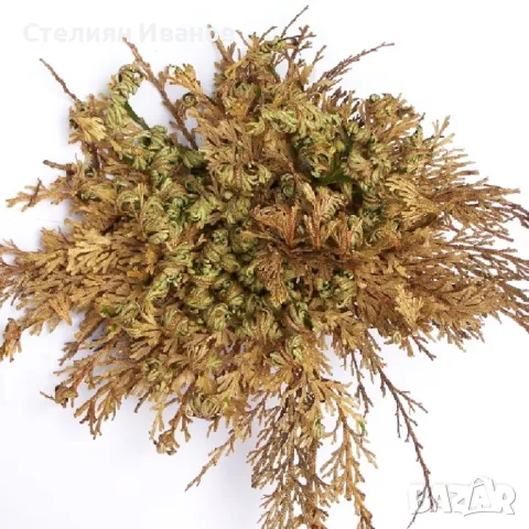 Йерихонска роза, rose of Jericho, селагинела (Selaginella lepidophylla), снимка 2 - Стайни растения - 47954360
