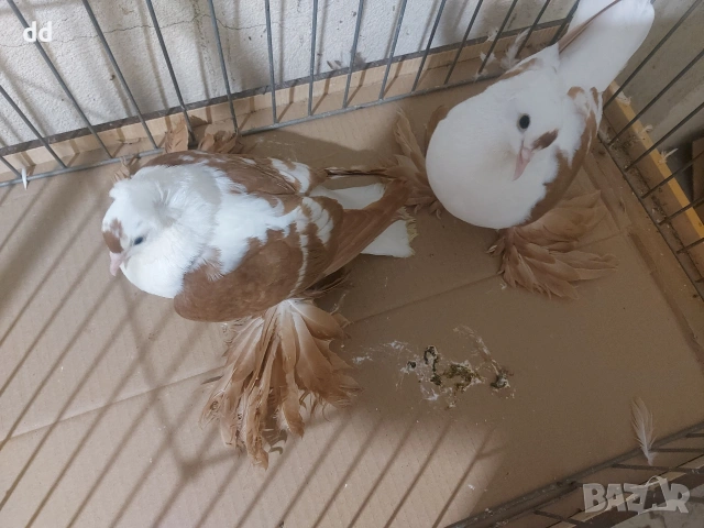 саксонски чайки , снимка 2 - Гълъби - 53249409